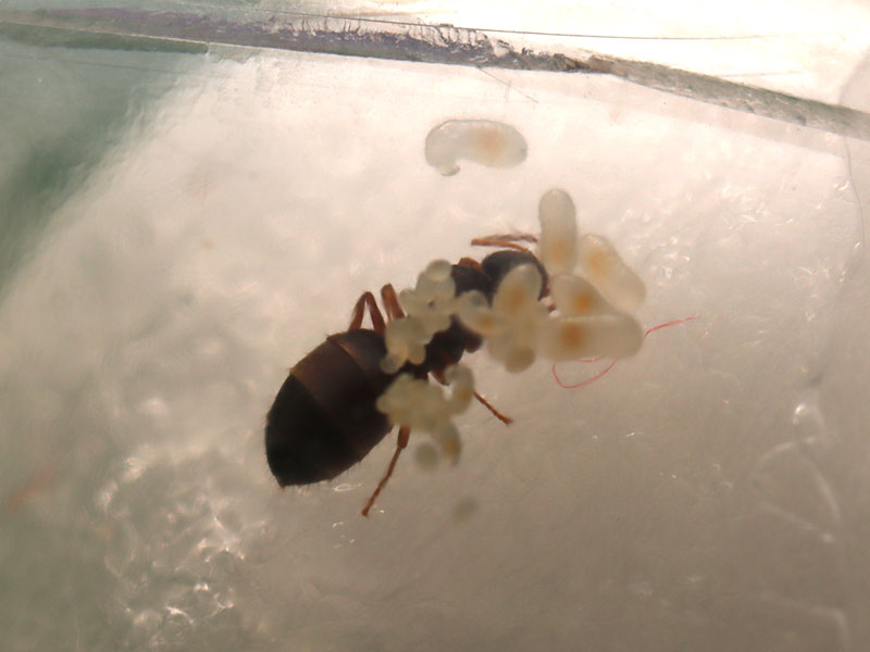 Queen ant with eggs and larvae separated into multiple piles.