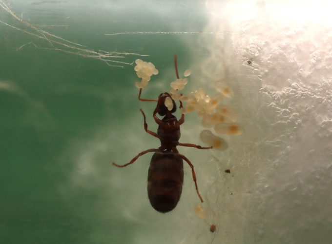 Queen ant with eggs and larvae separated