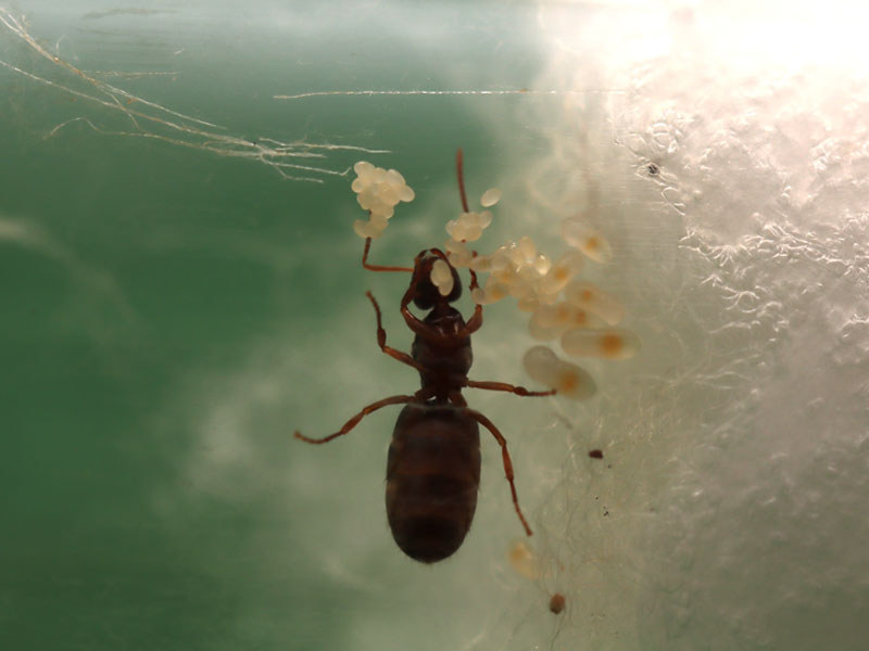 Queen ant with eggs and larvae separated