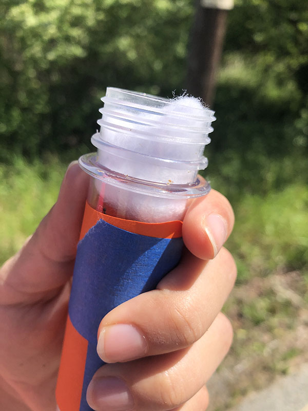 ant captured in test tube