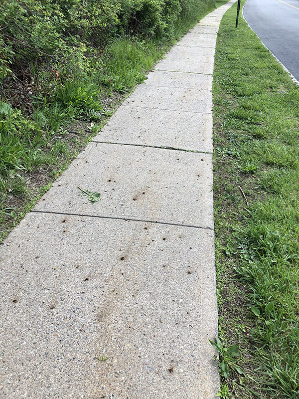 pavement