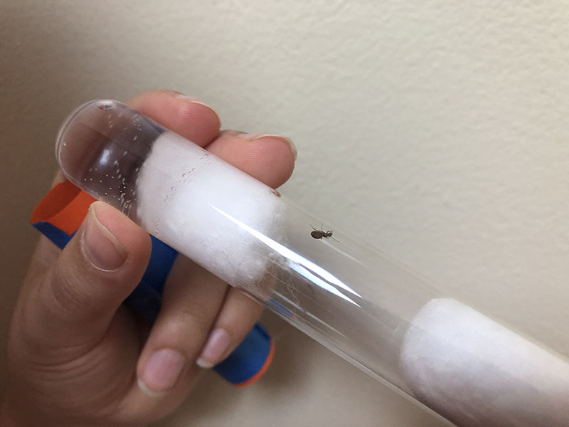 queen ant in test tube