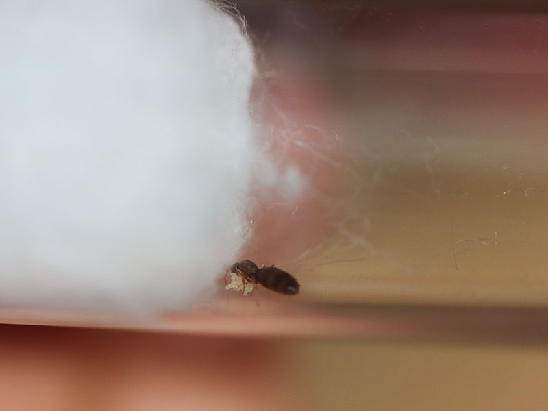 queen ant with eggs