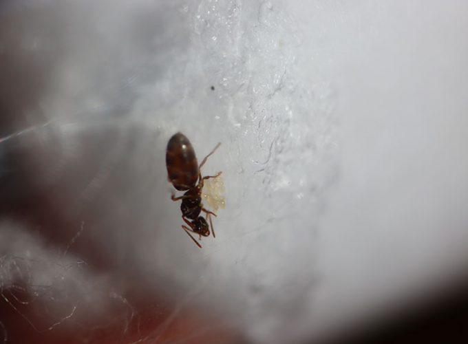 queen with brood