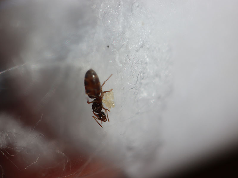 queen with brood