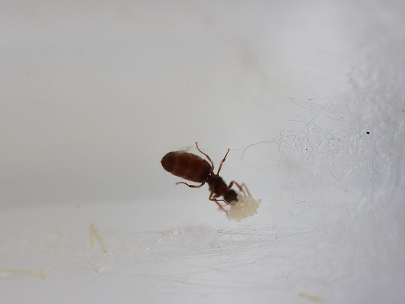 queen ant with eggs