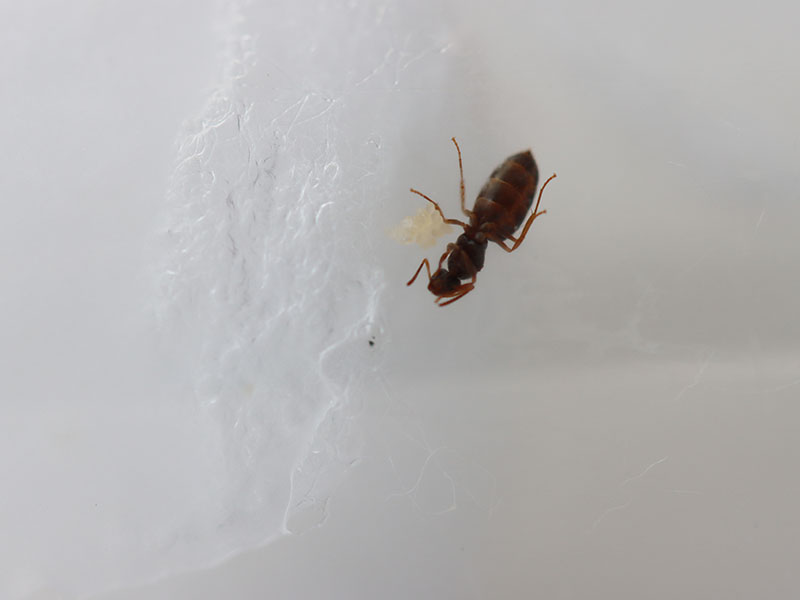 queen ant with eggs