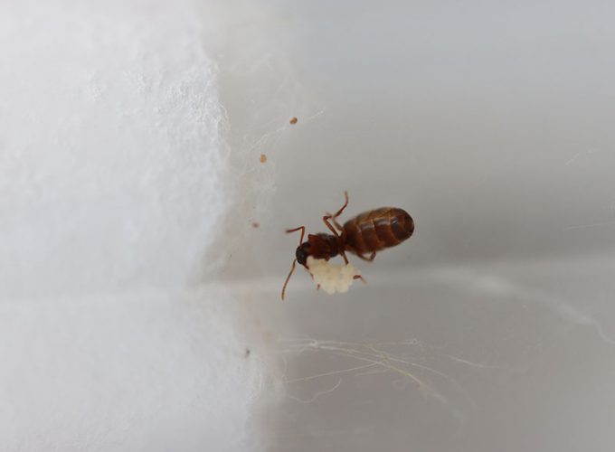 queen ant with eggs