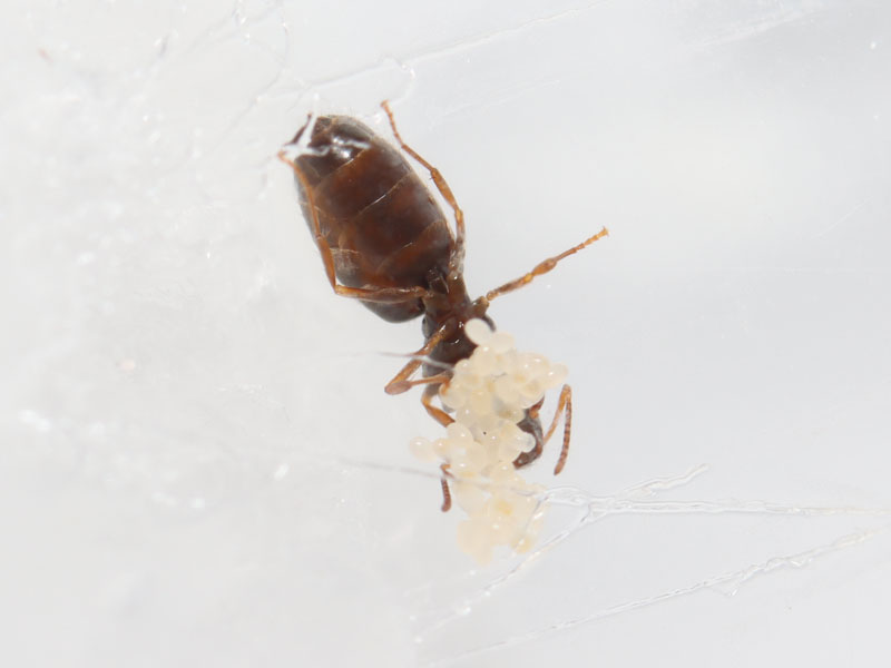 Queen ant with brood from below