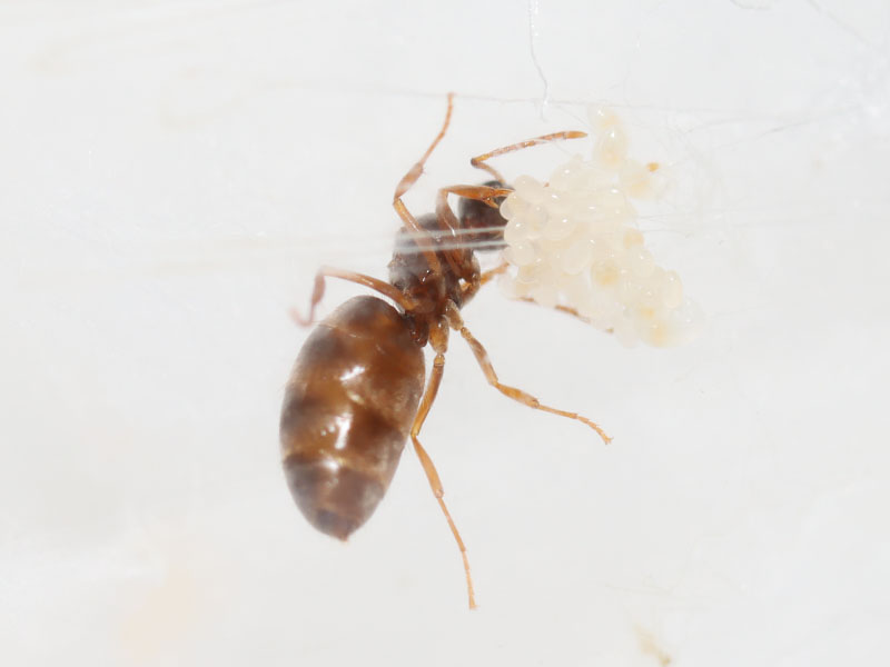 queen ant with brood