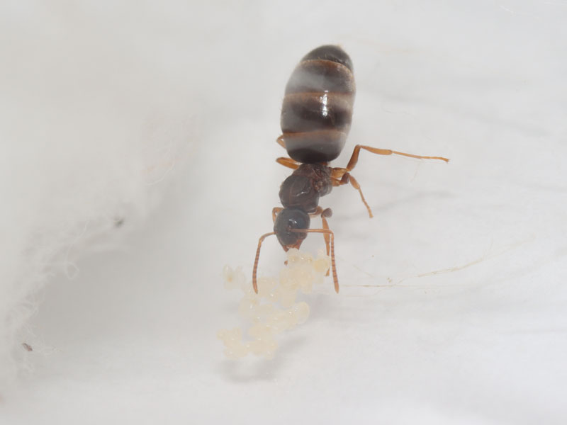 Queen with brood