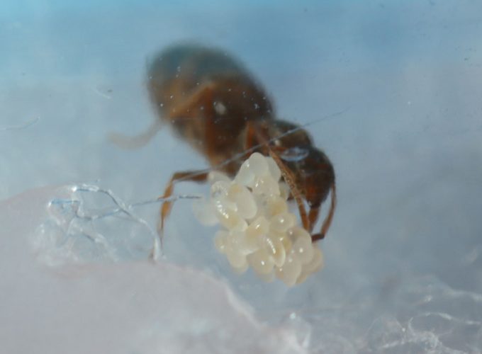 larvae