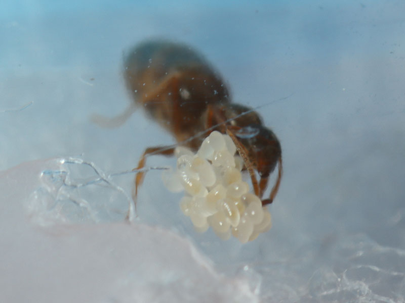 larvae