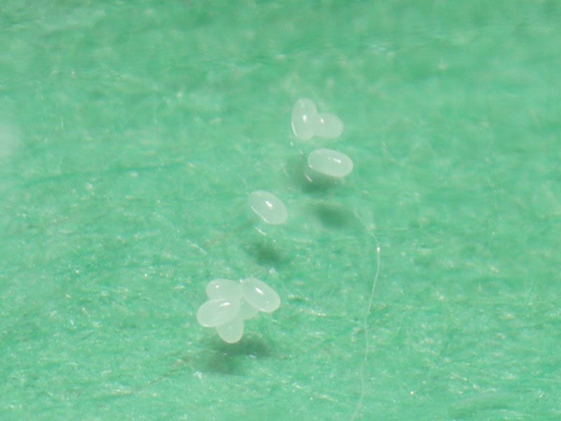 ant eggs