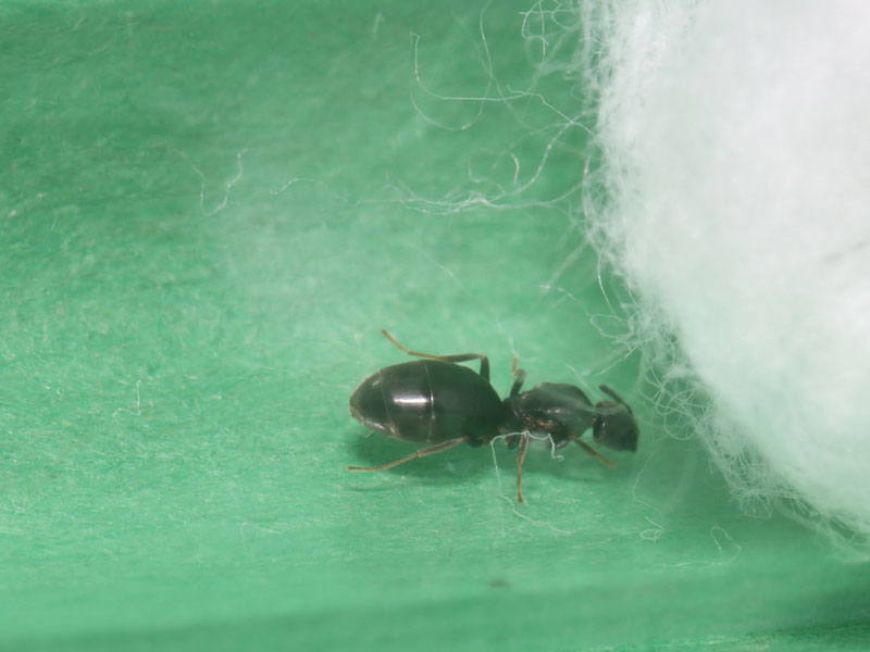 Queen ant