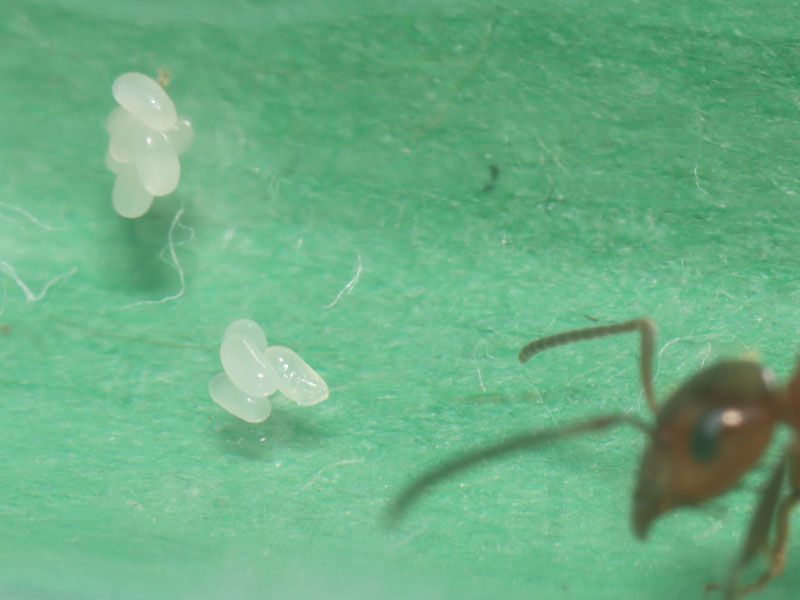 Ant egg transforming into larva