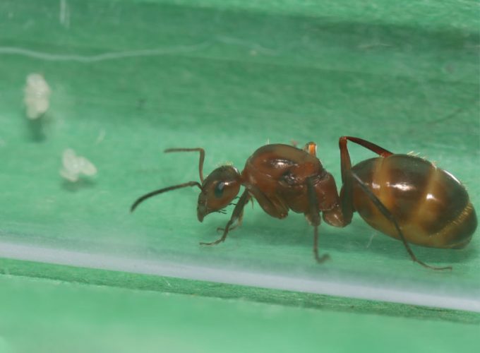 Queen ant with brood