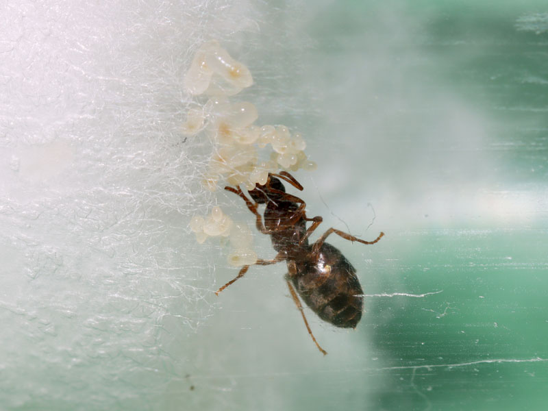Queen ant with brood