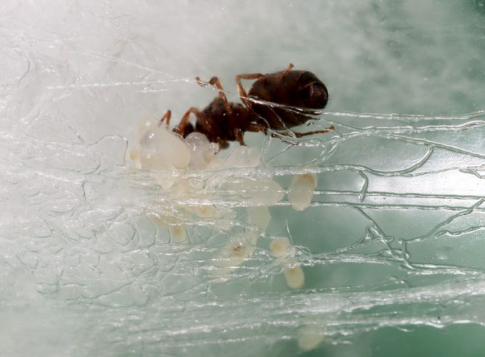 Queen ant with brood