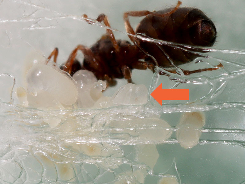 Queen ant with pupae