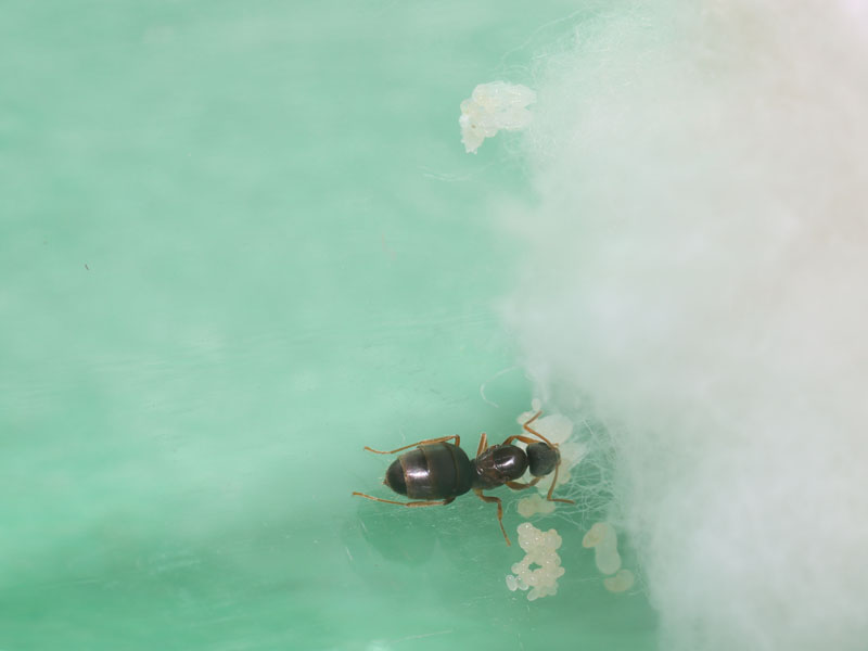 Queen and with brood