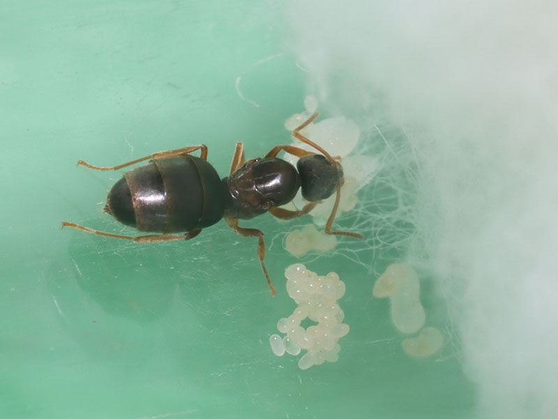 Queen and with brood