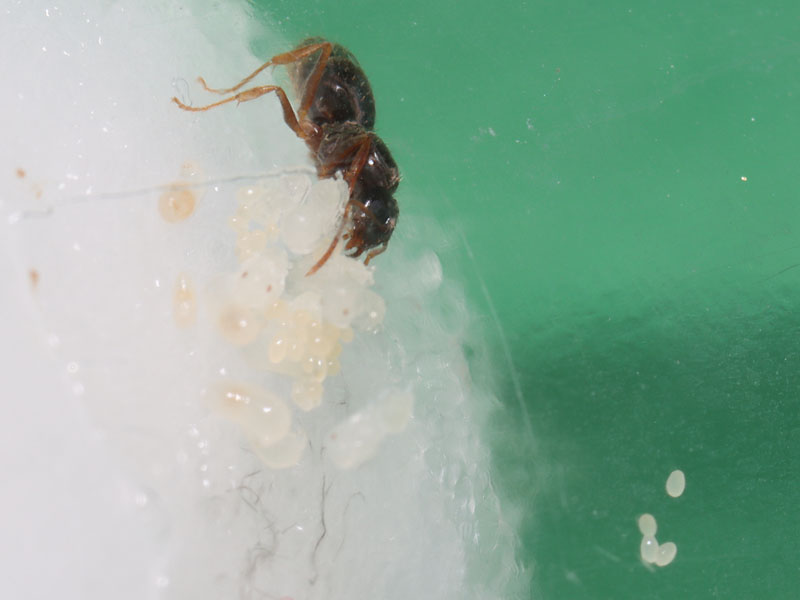 Queen and with brood