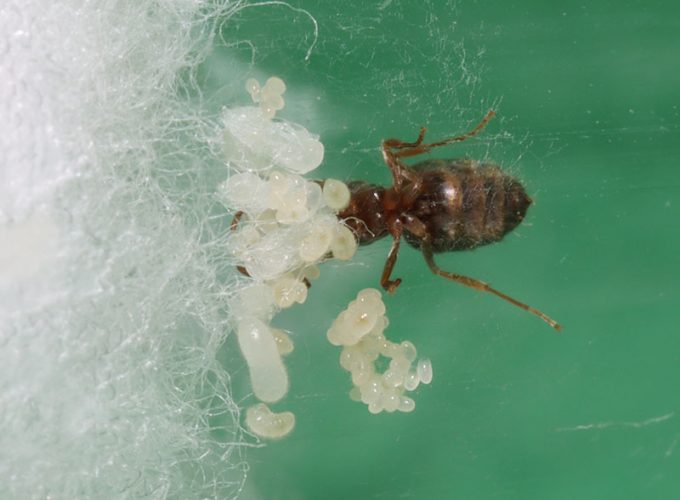 Queen and with brood
