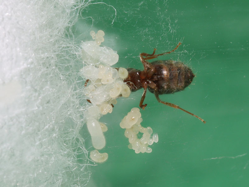 Queen and with brood
