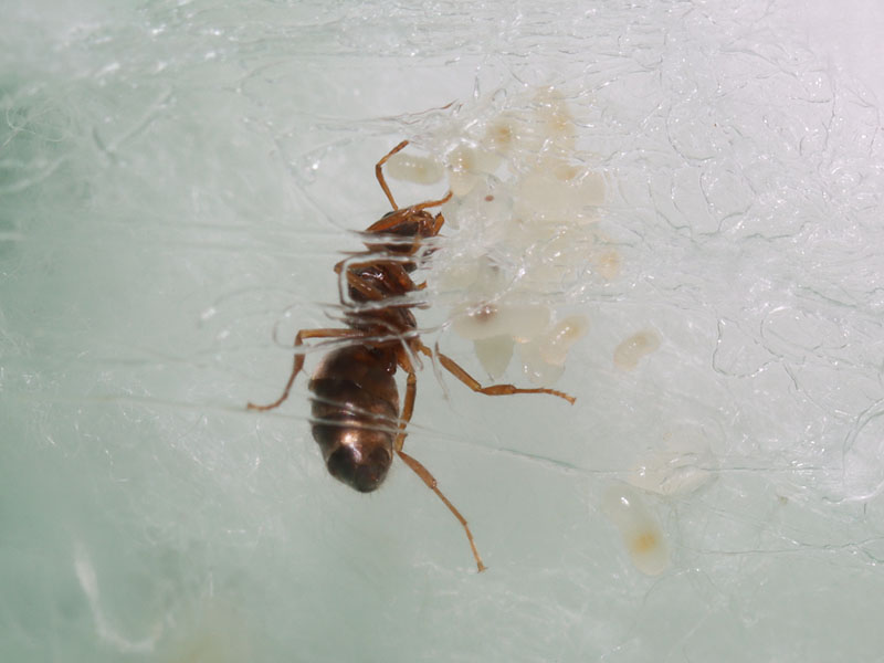 Queen and with brood