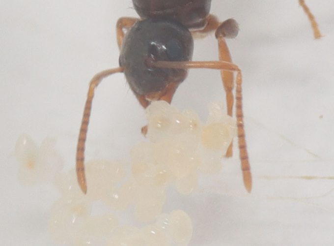 ant antenae