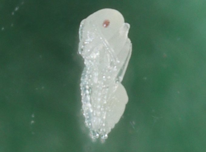 Ant Pupa