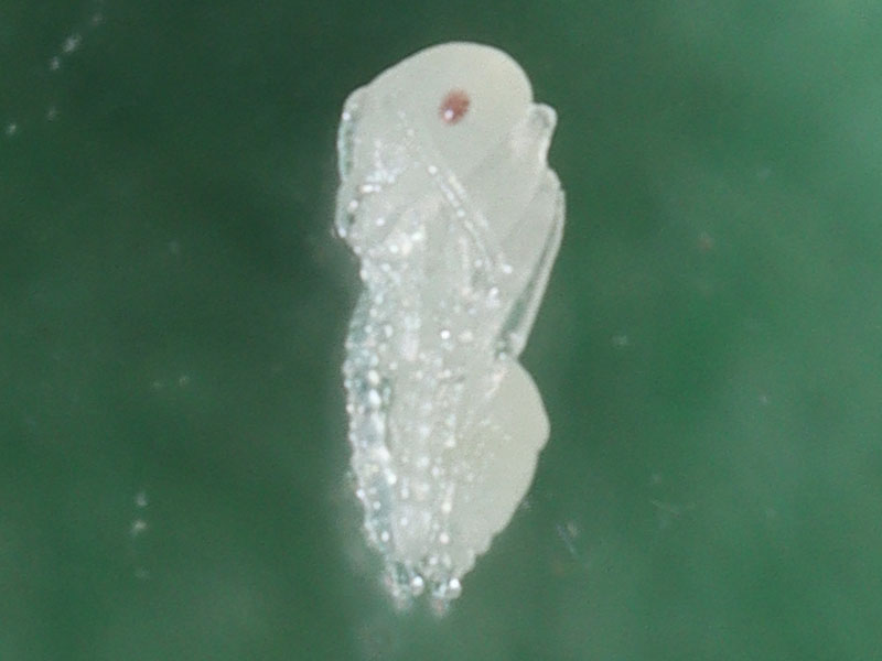 Ant Pupa