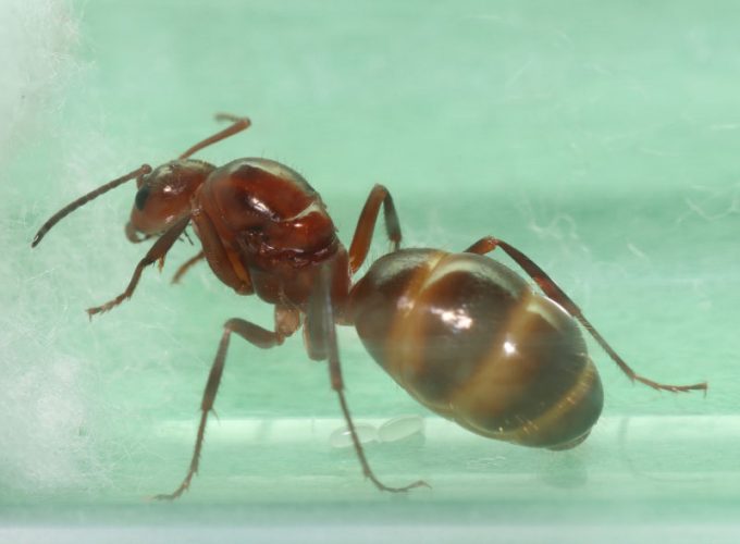 Ant with eggs