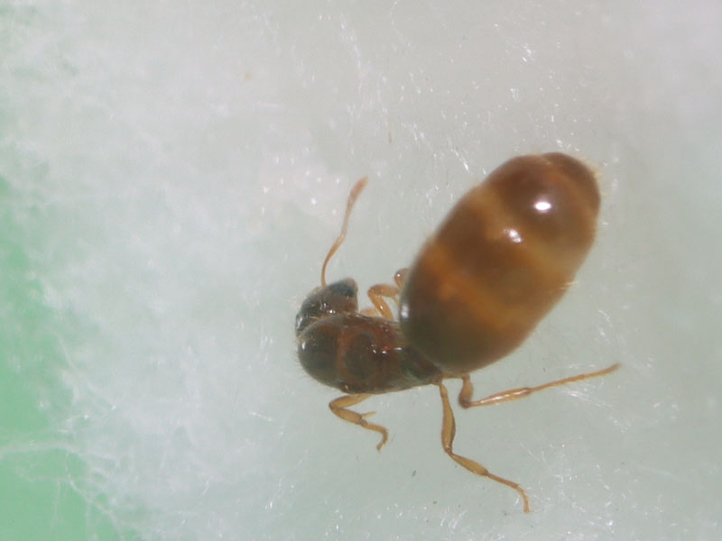 Queen ant with brood on cotton wool