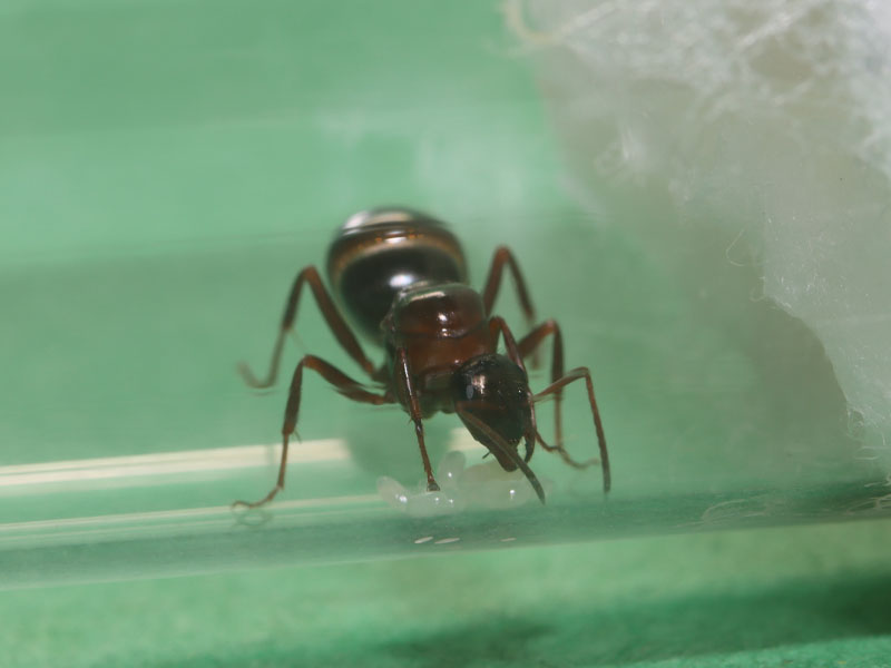 Queen ant with eggs