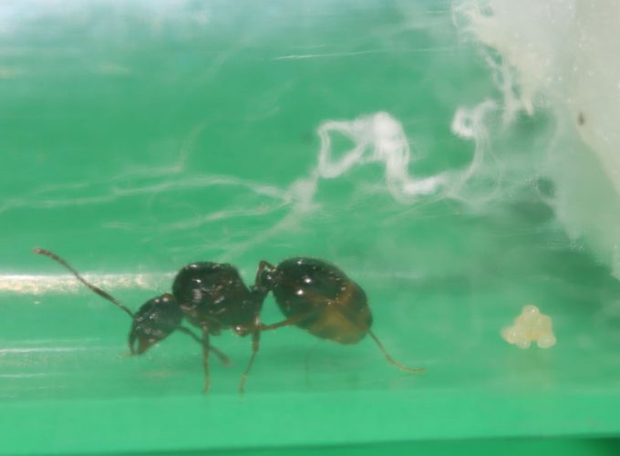 Tetramorium queen ant with eggs