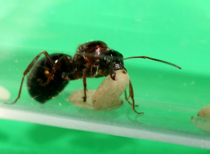 Queen ant carrying pupa in a cocoon