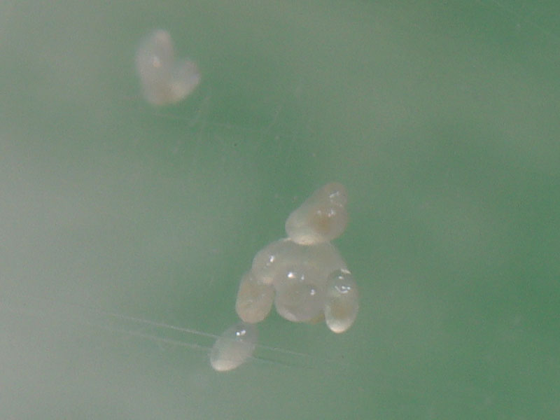 Larvae