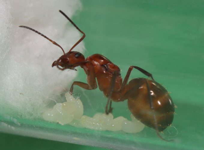 Queen ant with larvae