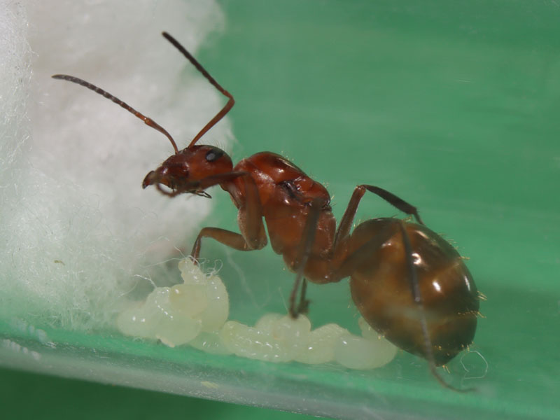 Queen ant with larvae