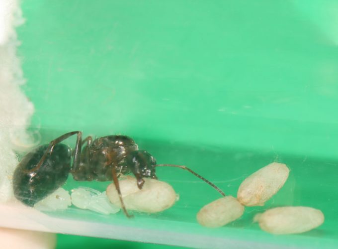 Queen ant with cocooned and naked pupae