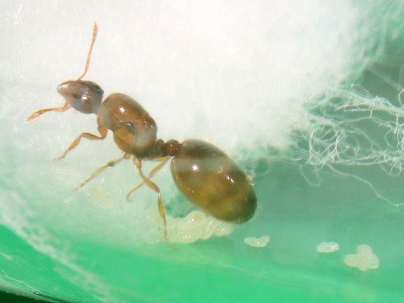 Queen and with brood