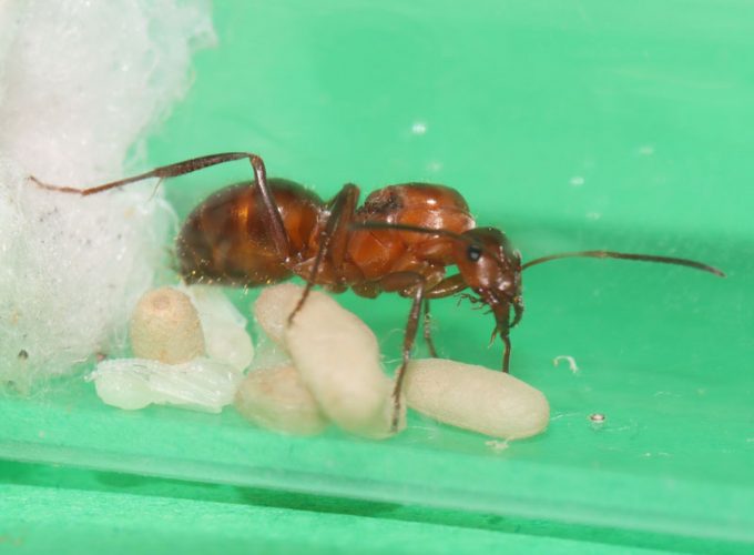 Queen ant with cocooned and naked pupae