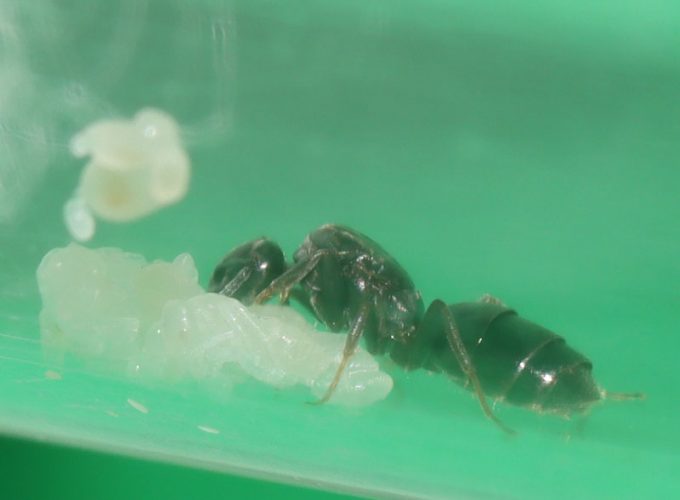 Cocoonless ant pupa with queen