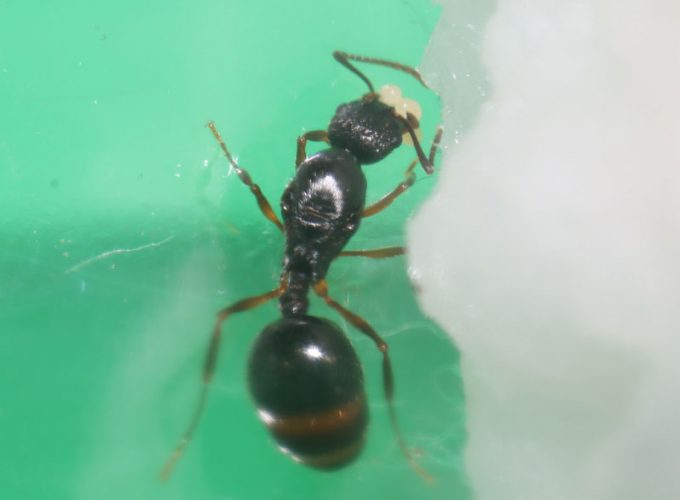 Tetramorium queen ant with eggs