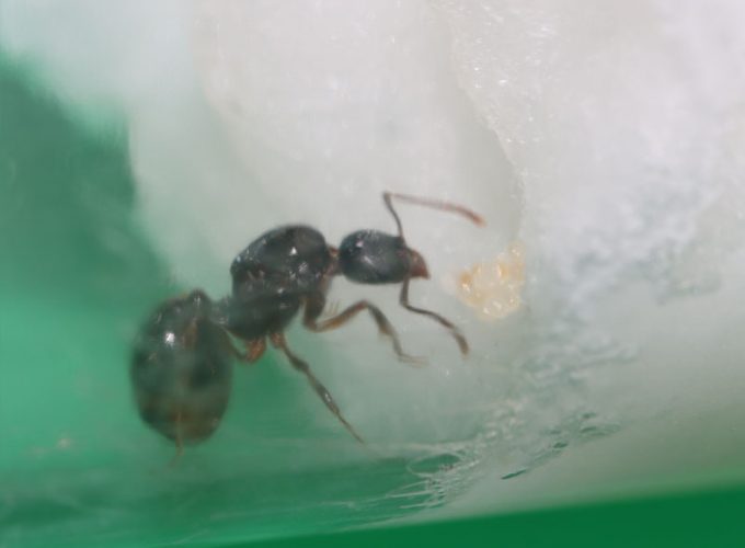 Tetramorium queen ant with larvae