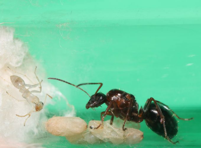 Queen ant with nanitic and pupae