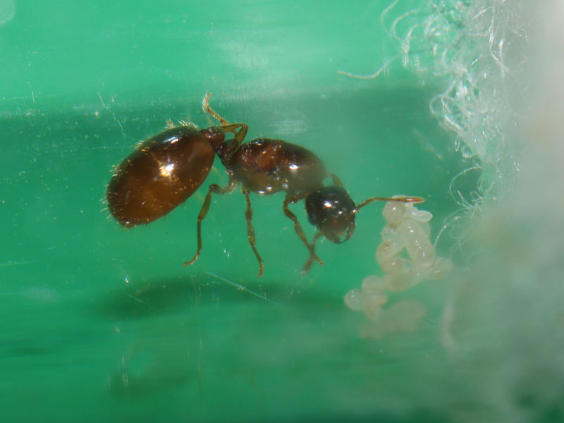 Queen ant with larvae