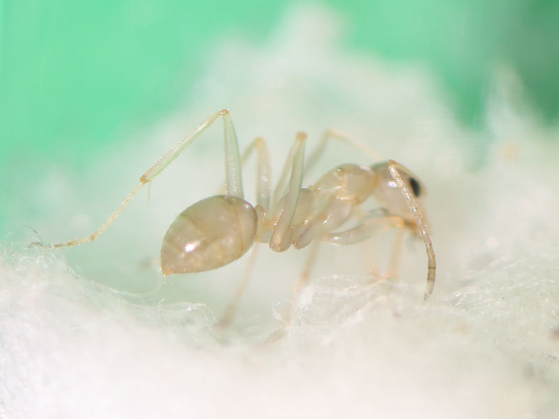 Nanitic ant